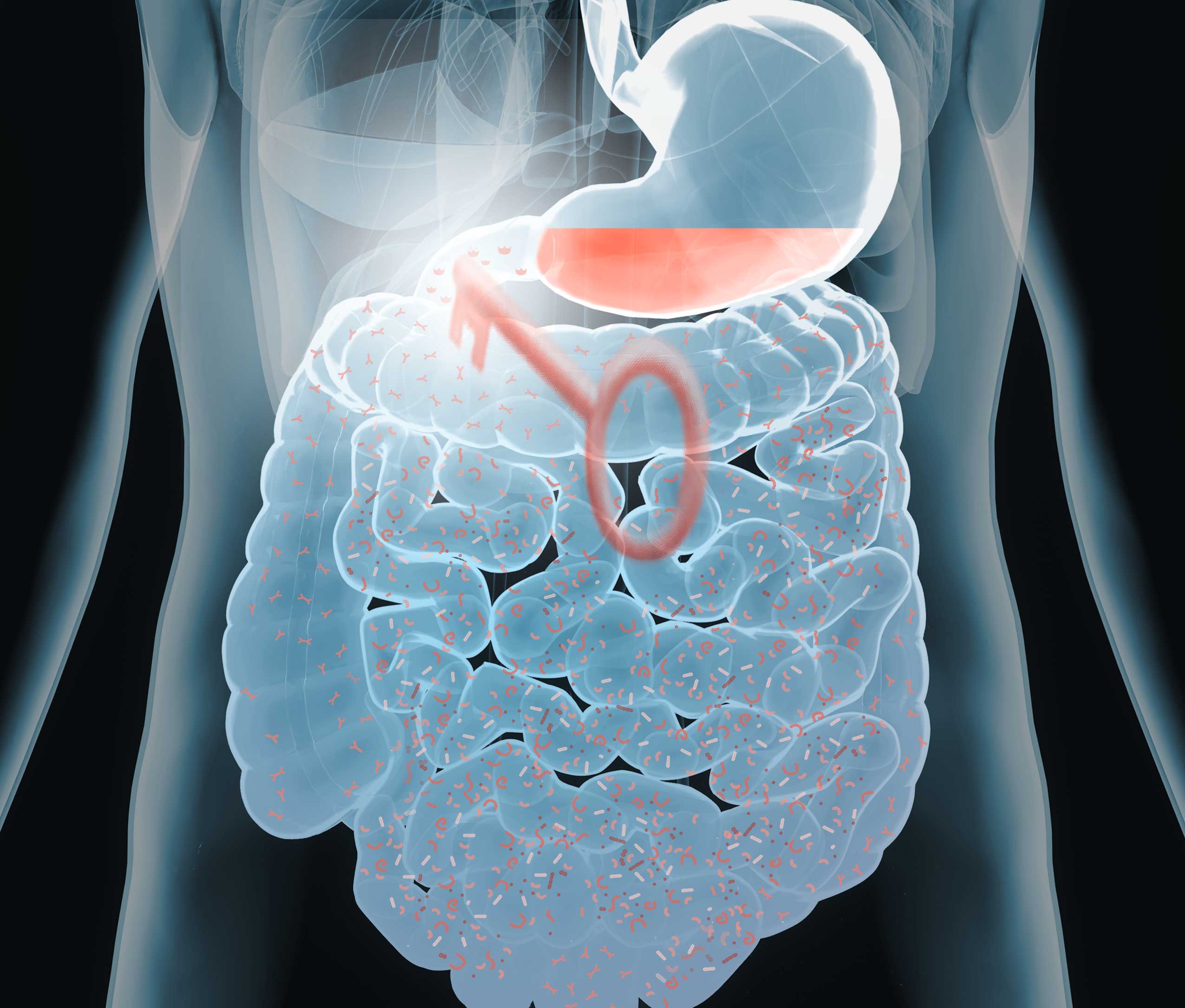 Digestive health
